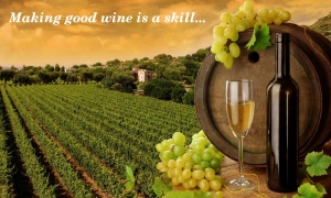 wine-making-grapes-growing-01